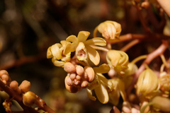 Erythrorchis altissima