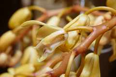 Erythrorchis altissima