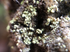 Arthrorhaphis citrinella