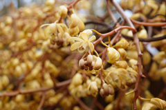 Erythrorchis altissima