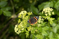 Vanessa atalanta