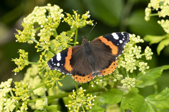 Vanessa atalanta
