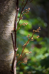 Erythrorchis altissima