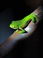 Phyllomedusa burmeisteri