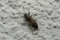 Heterogaster urticae
