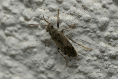Heterogaster urticae