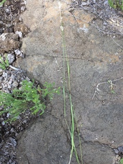 Melica decumbens