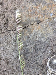 Melica decumbens