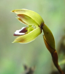 Maxillaria notylioglossa