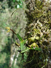 Maxillaria notylioglossa