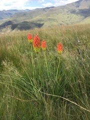 Kniphofia stricta