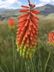 Kniphofia stricta