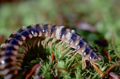 Arthrophaga myriapodina