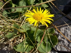 Doronicum columnae