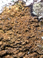 Gyrographa gyrocarpa