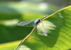 Micrathyria ocellata