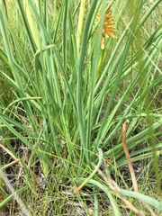 Kniphofia stricta