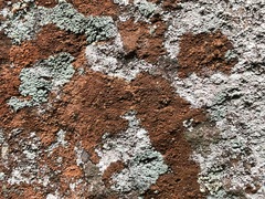 Gyrographa gyrocarpa