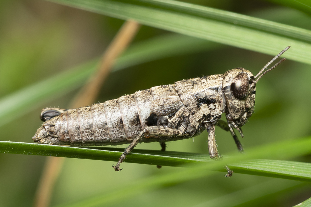 Rhodes Maquis Grasshopper