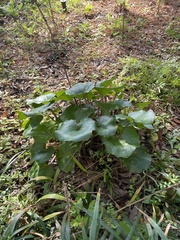 Farfugium japonicum