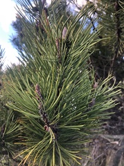 Pinus contorta contorta