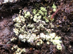 Arthrorhaphis citrinella