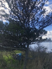 Pinus contorta contorta