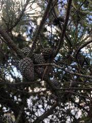 Pinus contorta contorta