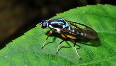 Raphiocera