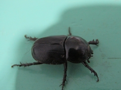Diloboderus abderus