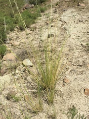 Eragrostis plana