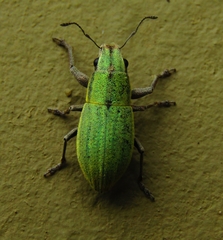 Pantomorus viridisquamosus