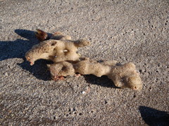 Porifera