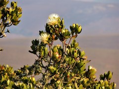 Protea caffra subsp. mafingensis image