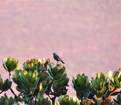 Nectarinia johnstoni