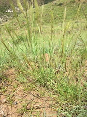 Aristida congesta congesta
