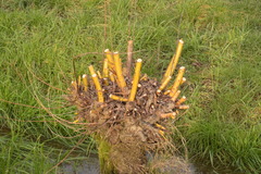 Salix × fragilis vitellina