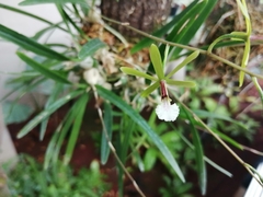 Encyclia microbulbon