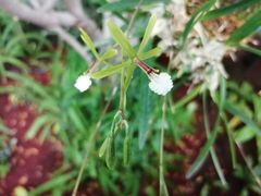 Encyclia microbulbon