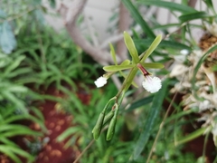 Encyclia microbulbon