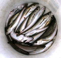 Merluccius bilinearis