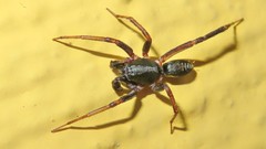 Ianduba
