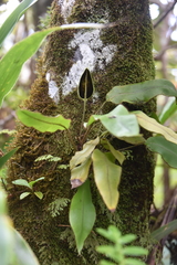 Elaphoglossum hybridum image