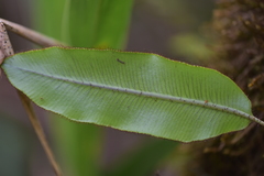 Elaphoglossum hybridum image