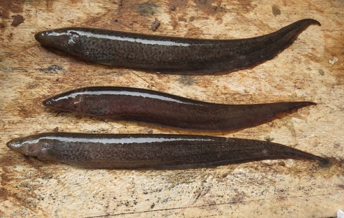 Banded knifefish (Gymnotus cylindricus) — Gymnotidae — 2
