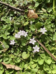 Richardia grandiflora