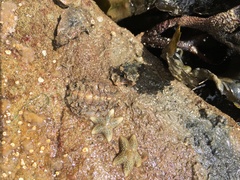 Acanthochitona crinita