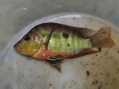 Cribroheros longimanus