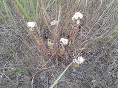 Hylotelephium maximum ruprechtii