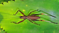 Monocerophora longispina